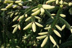 pépinière d'arbres, arbustes de vivaces ornementales