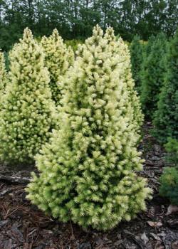 pépinière d'arbres, arbustes de vivaces ornementales